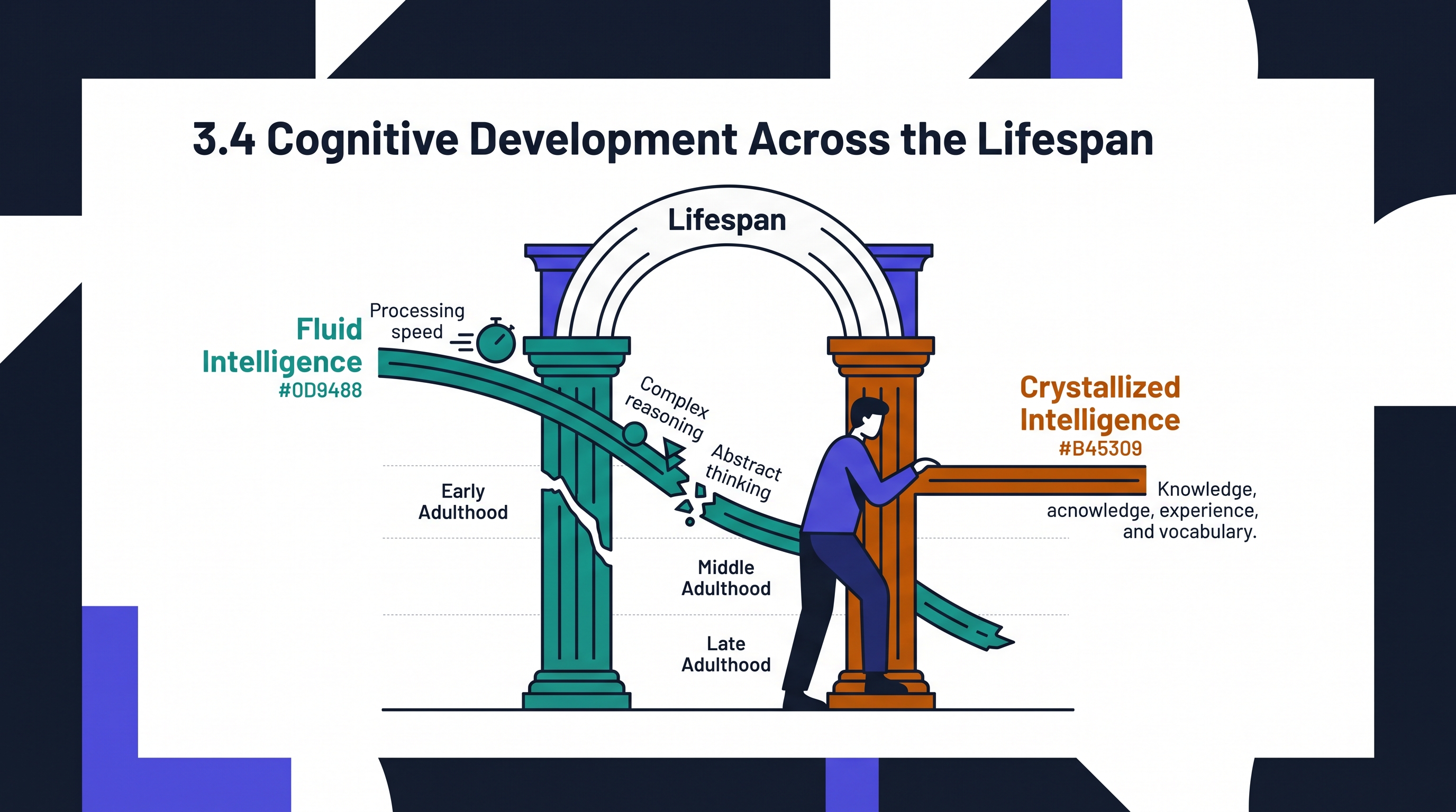 3.4 Cognitive Development Across the Lifespan - AP Psychology - image 1