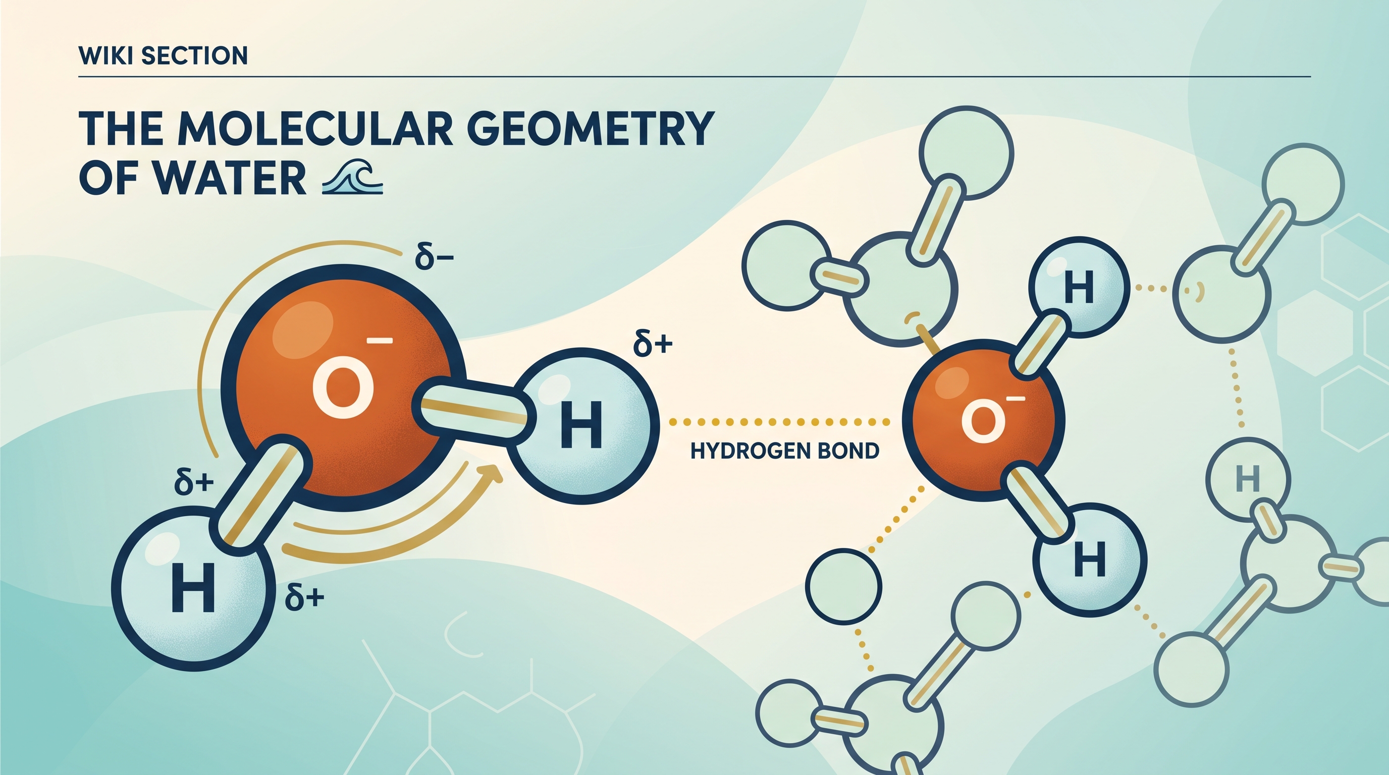 1.1 Structure of Water and Hydrogen Bonding - AP Biology - image 1