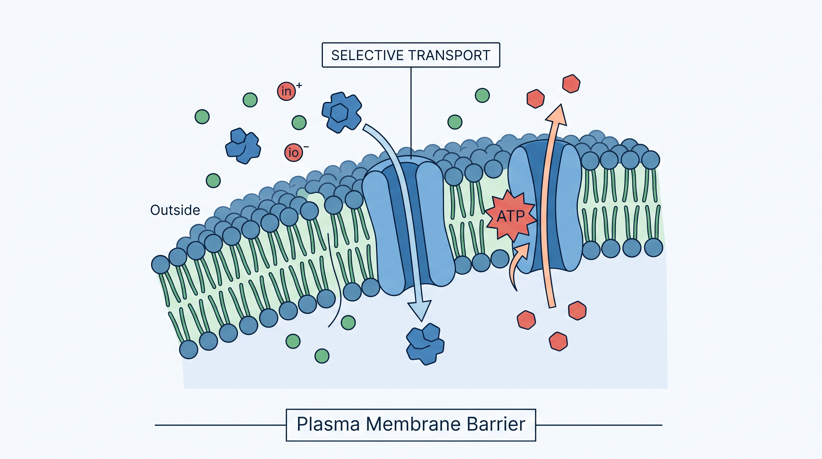 2.3 Plasma Membrane - AP Biology - image 1