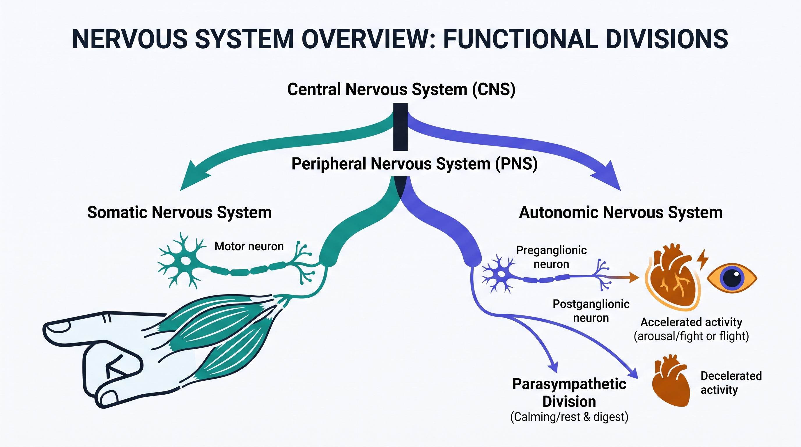 1.2 Overview of the Nervous System - AP Psychology - image 1