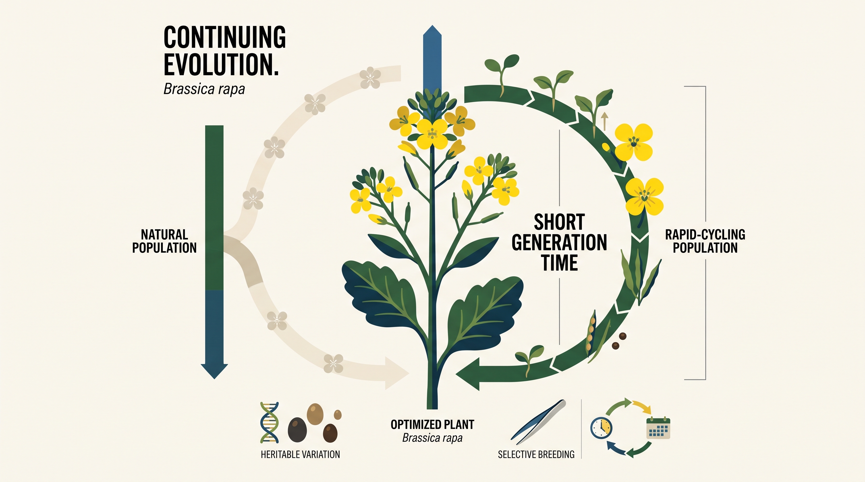 7.8 Continuing Evolution - AP Biology - image 1