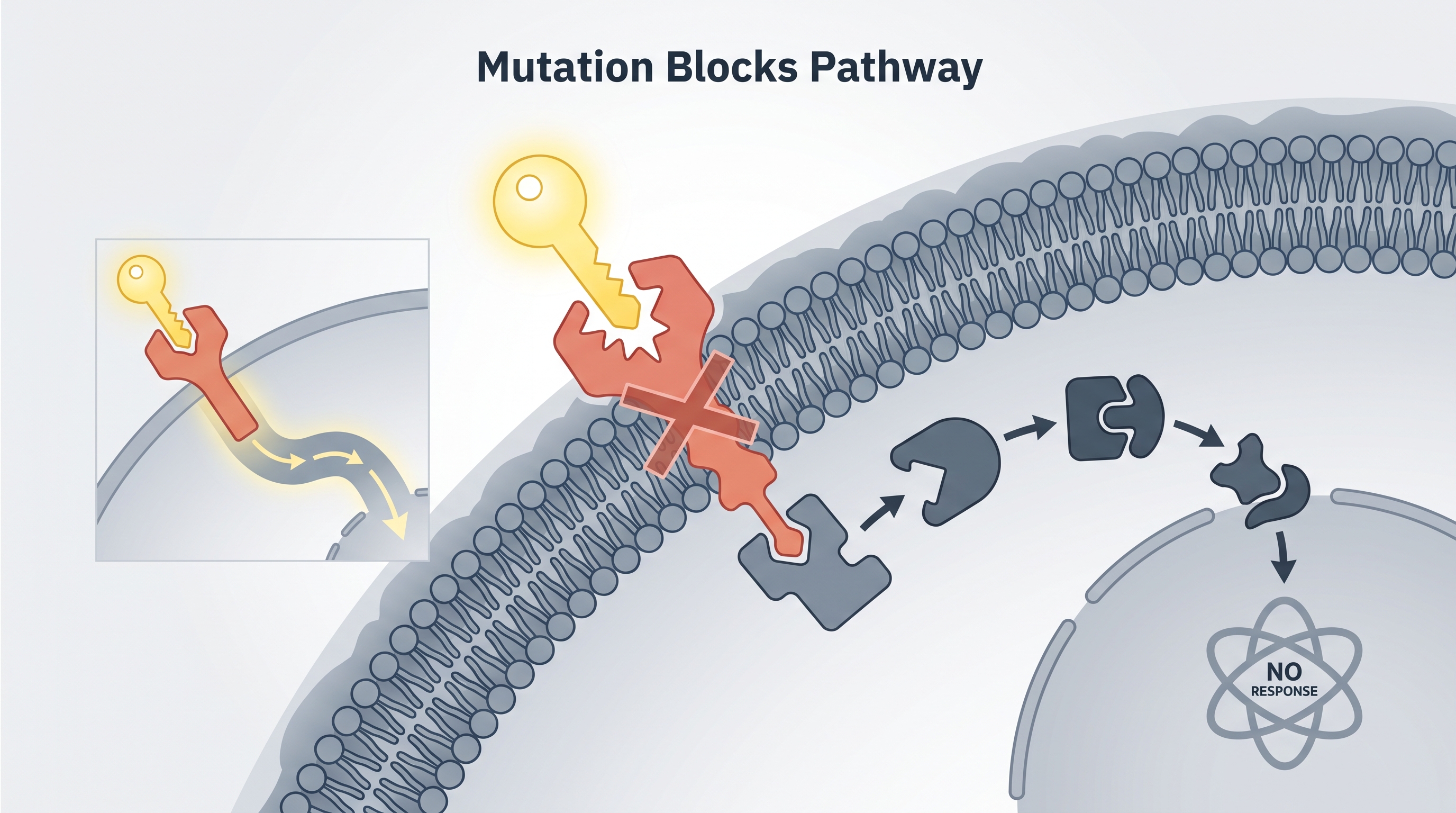 4.3 Signal Transduction Pathways - AP Biology - image 1