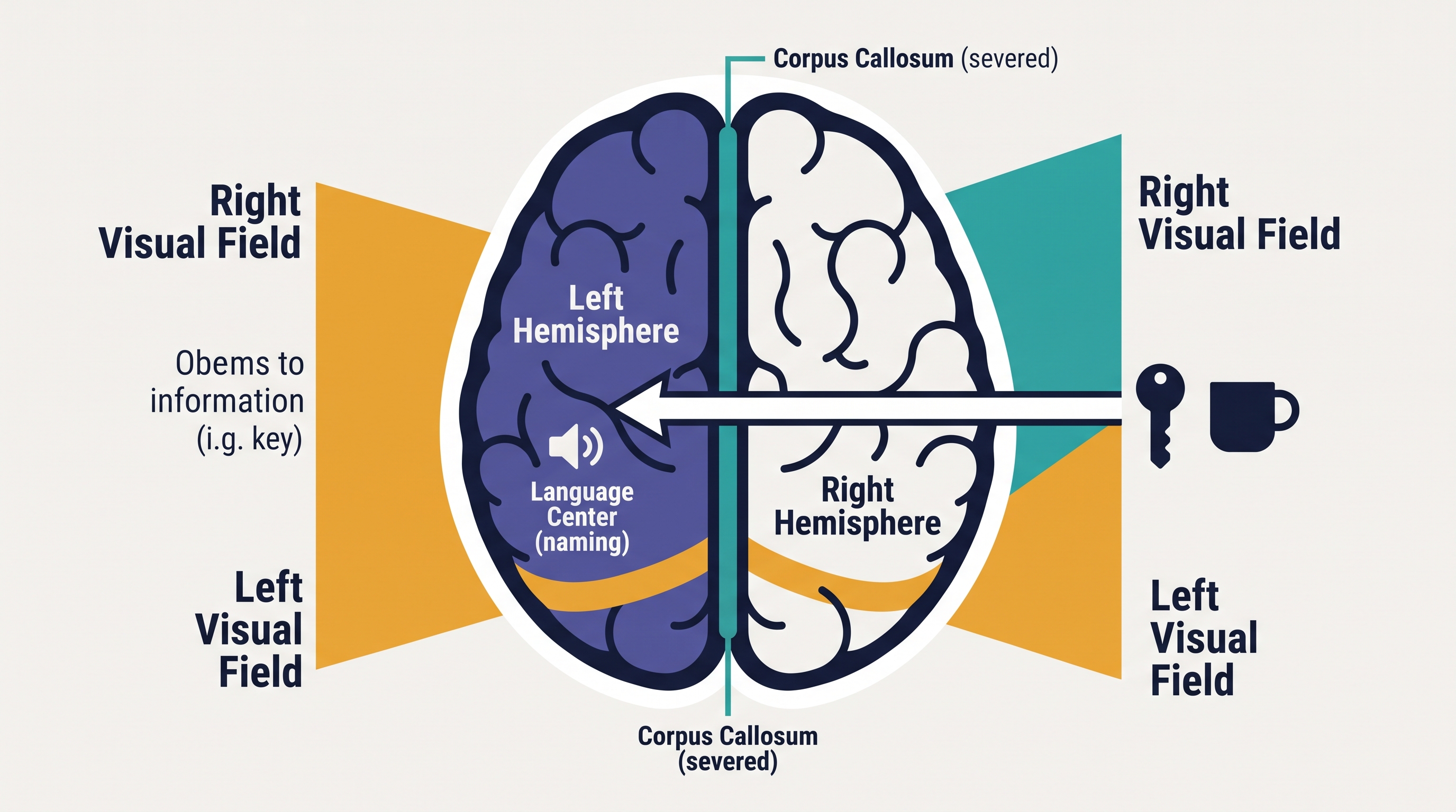 1.4 The Brain - AP Psychology - image 1
