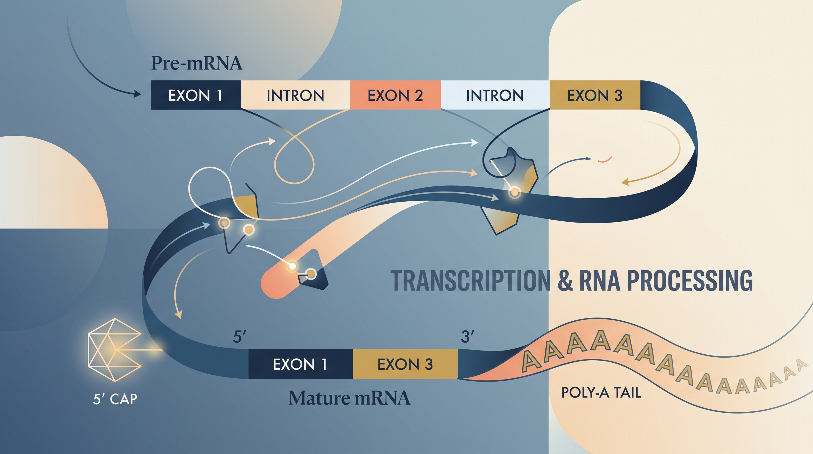 6.3 Transcription and RNA Processing - AP Biology - image 1