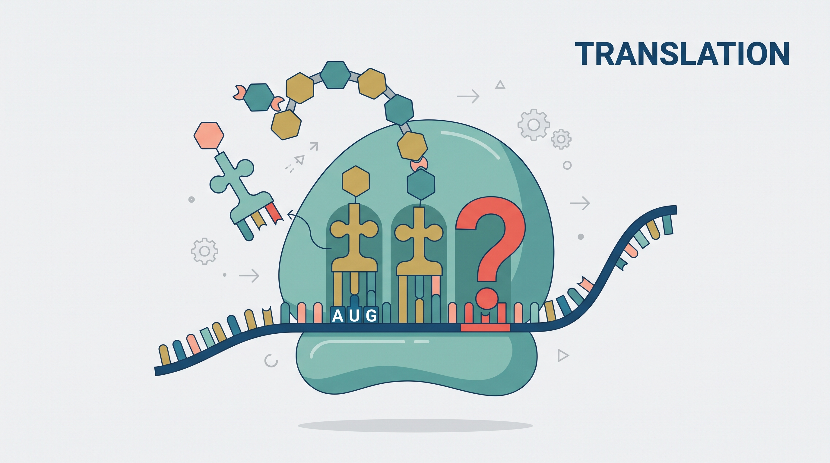 6.4 Translation - AP Biology - image 1