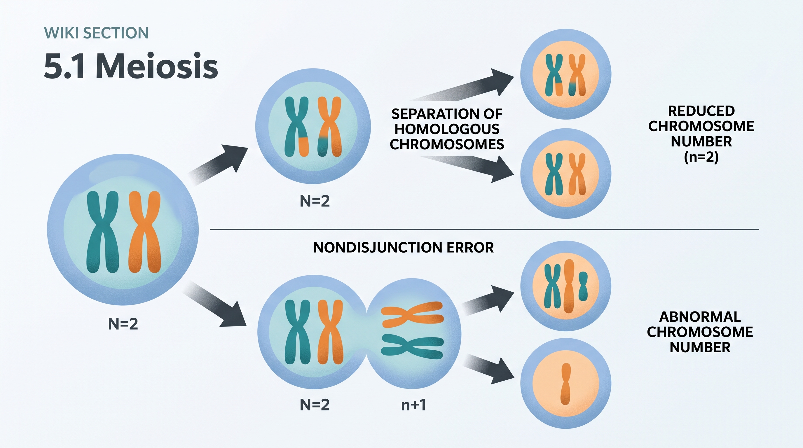 5.1 Meiosis - AP Biology - image 1