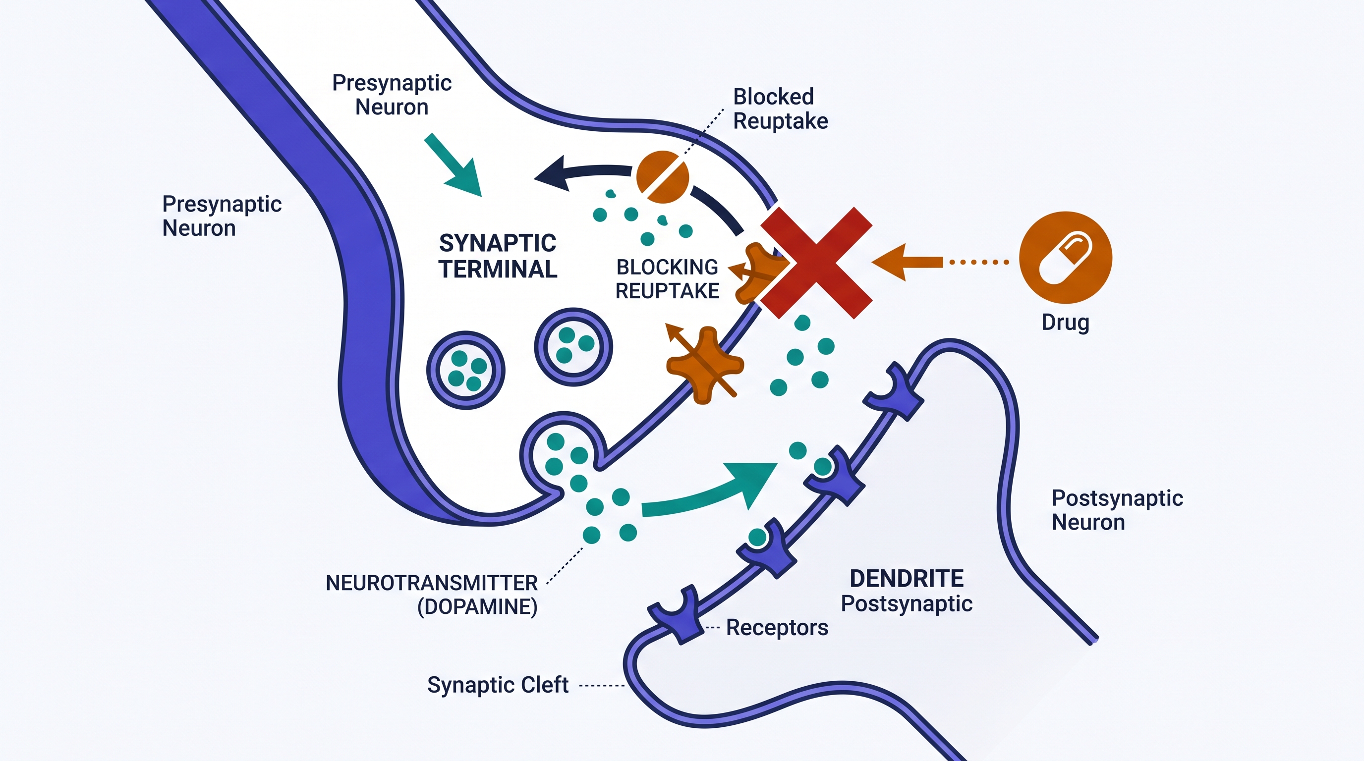 1.3 The Neuron and Neural Firing - AP Psychology - image 1
