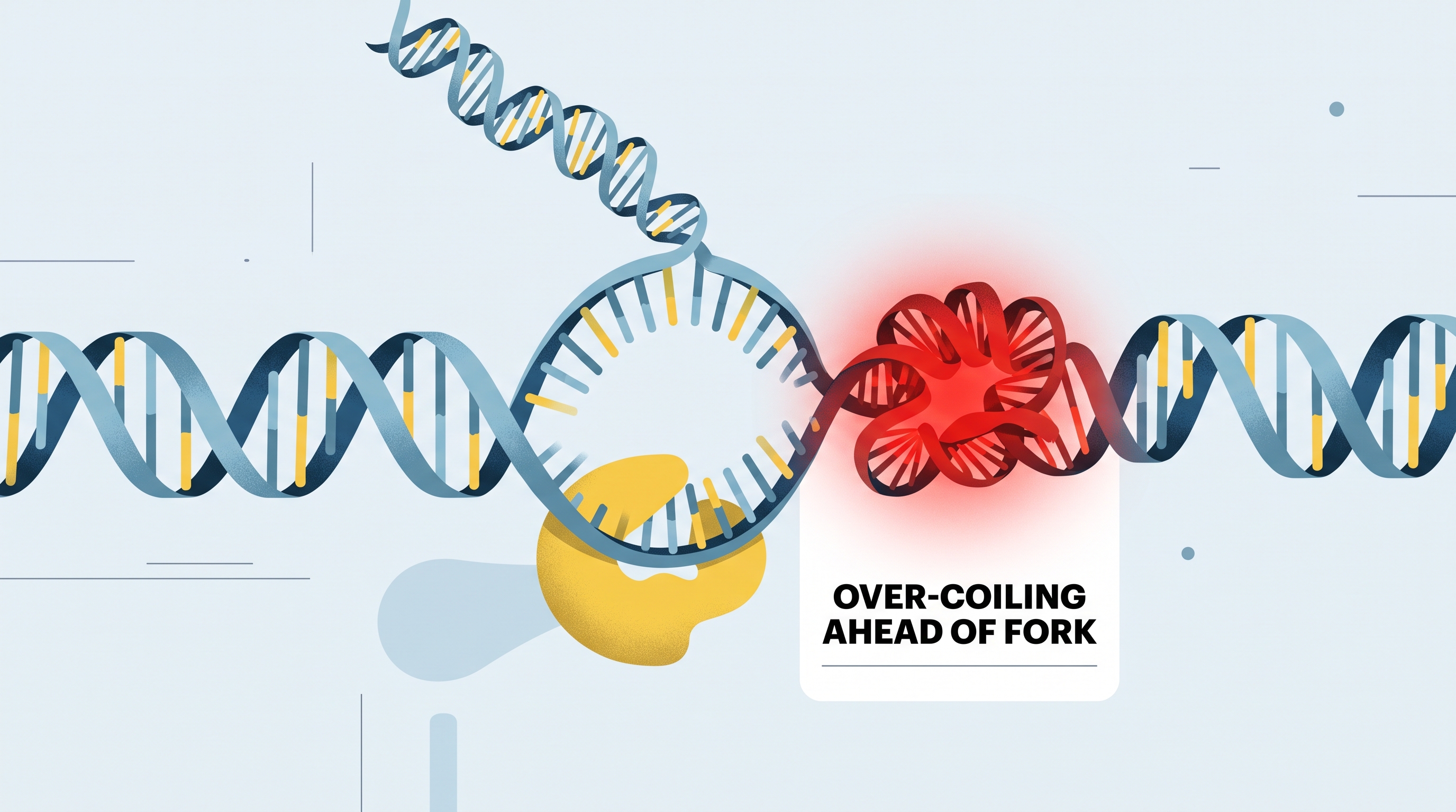 6.2 DNA Replication - AP Biology - image 1