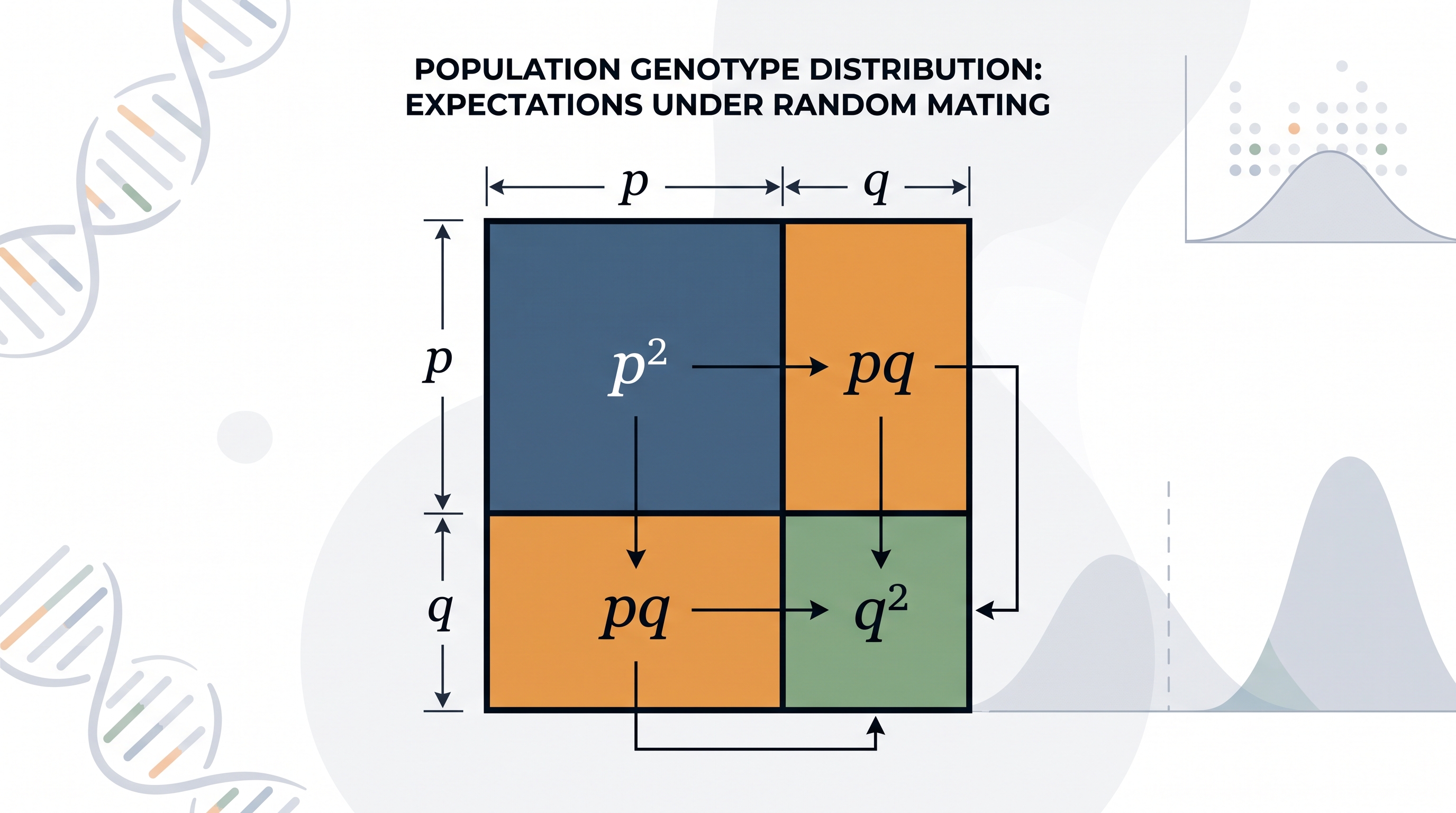 5.3 Mendelian Genetics - AP Biology - image 1